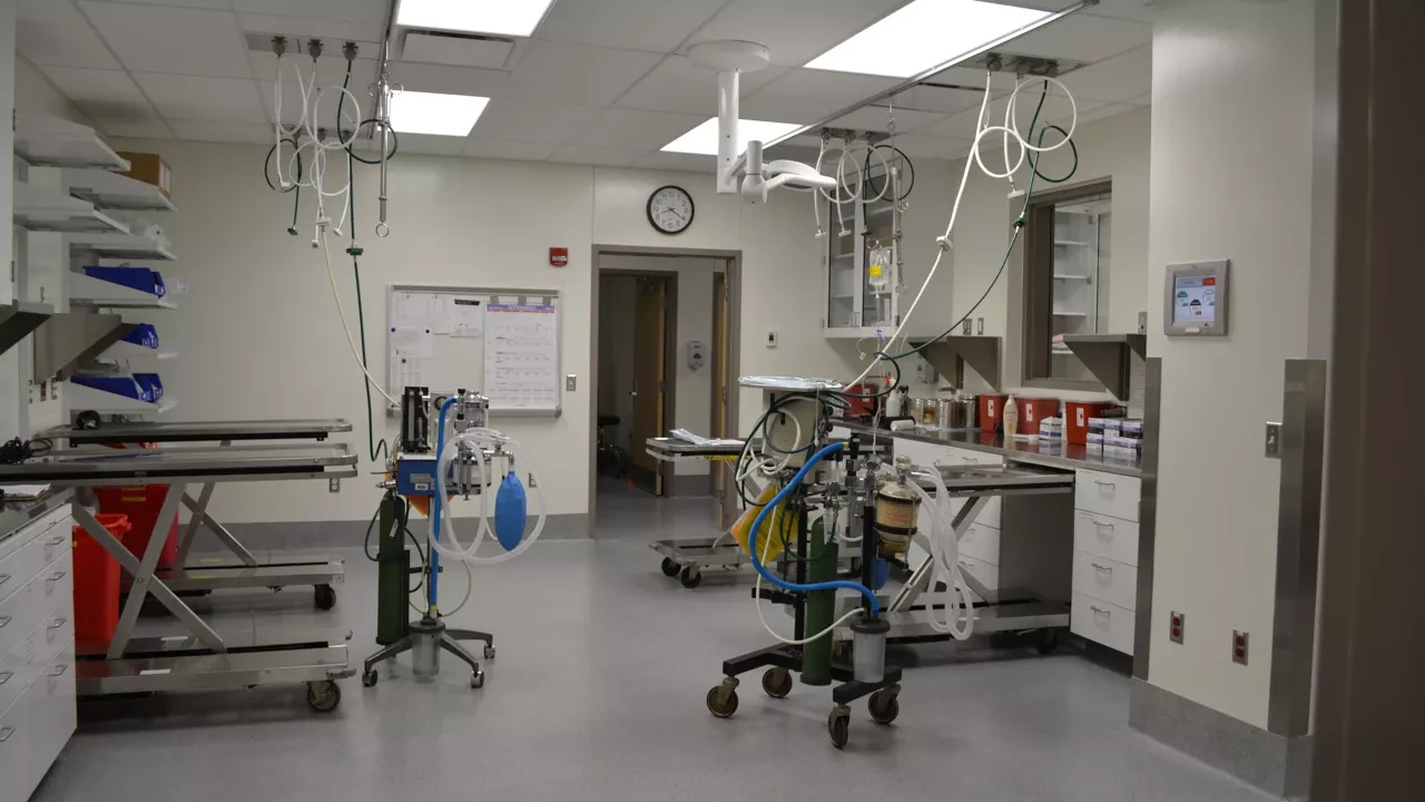 Photo 9 of Veterinary Hospital Enhancement